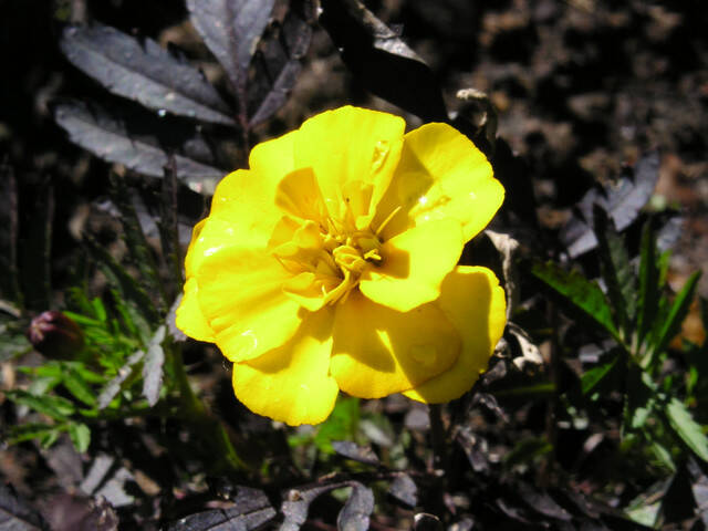 pict8069.sized.jpg