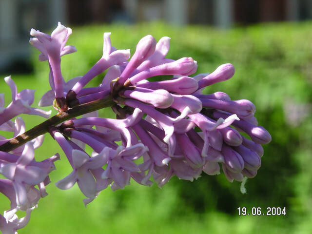 pict8088.sized.jpg