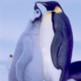 feed-120.png
