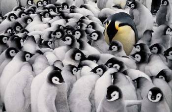 penguin.jpg