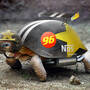 turtle-f1.jpg